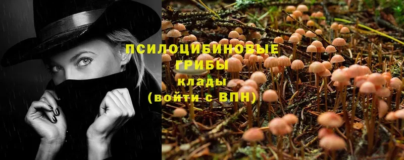 Псилоцибиновые грибы Cubensis  Электросталь 